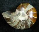 Inch Nautilus fossil from Madagascar #3684-1